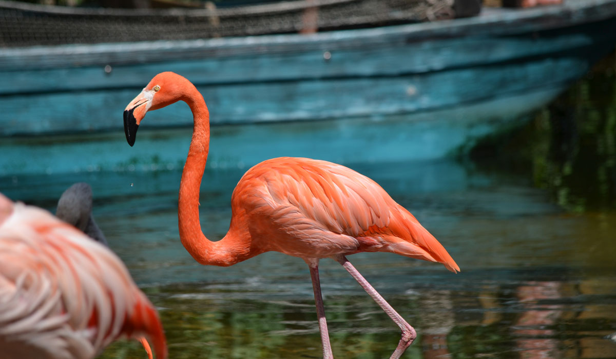 Zoo